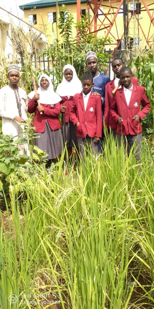 Junior secondary students on school rice plantation.