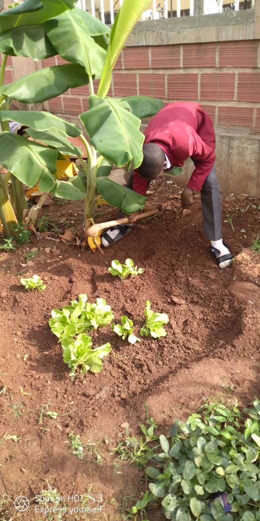 A secondary student weeding his lettuce plantation.